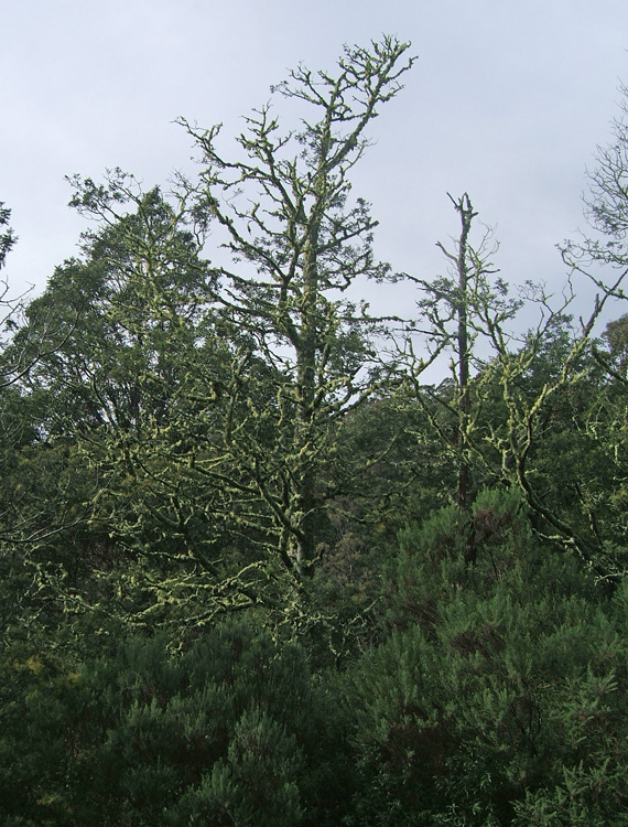 28.Lichen, Sidelings