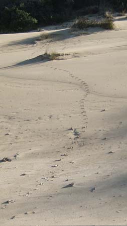 24.Wallaby tracks