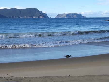 31.Tasman Island