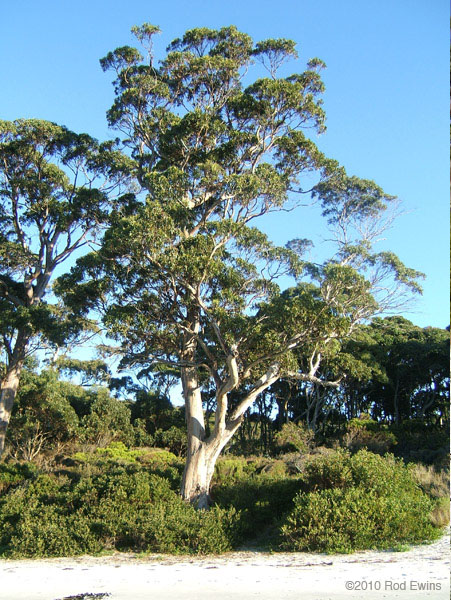 13.Old beach gums