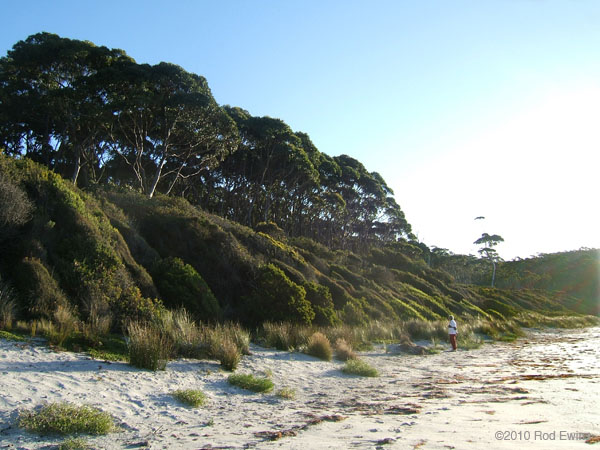 14.Windswept bushes