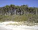 12.Windblown eucalypts