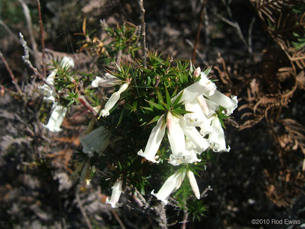  3.Wildflowers