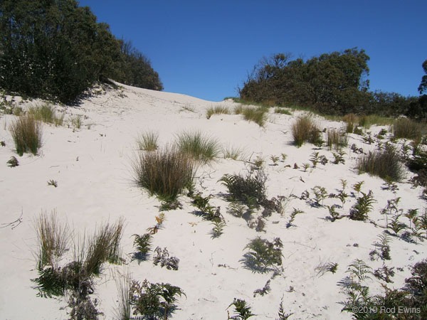  7.Dunes & marram