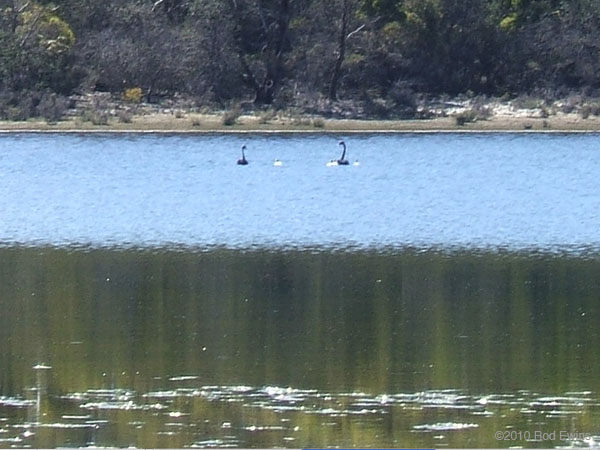 20.Swans & cygnets