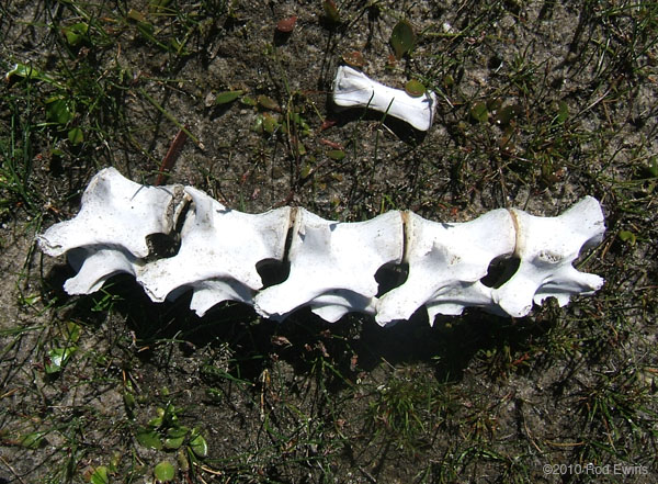 22.Vertebrae