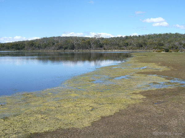 23.Marshy edge