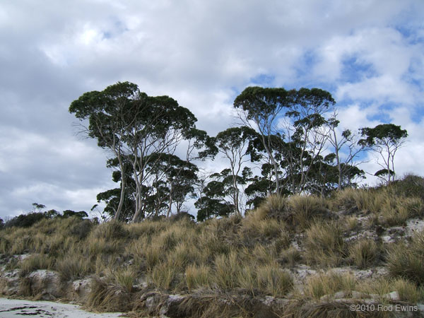  3.Coast gums