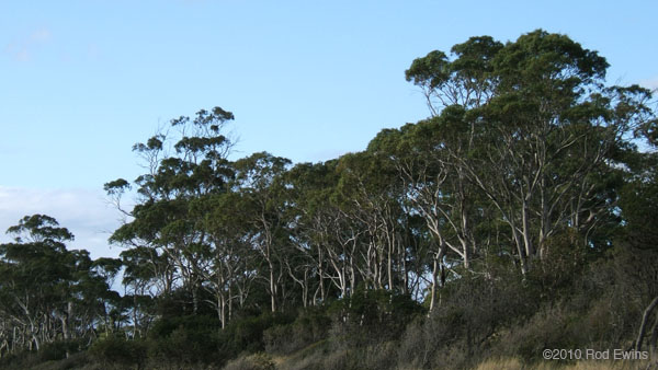 38.Coast gums