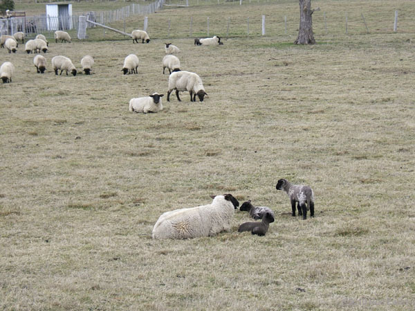 41.New lambs