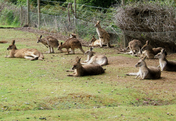 Forester Kangaroos