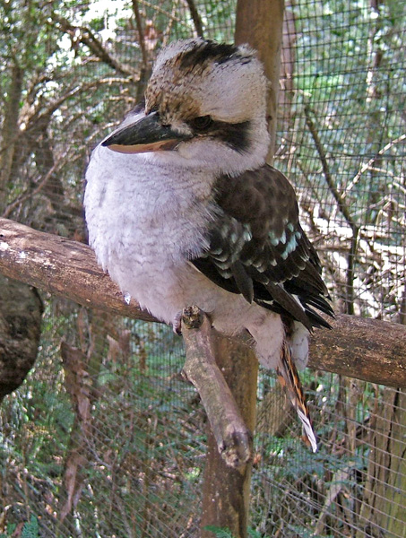 Kookaburra (immature)