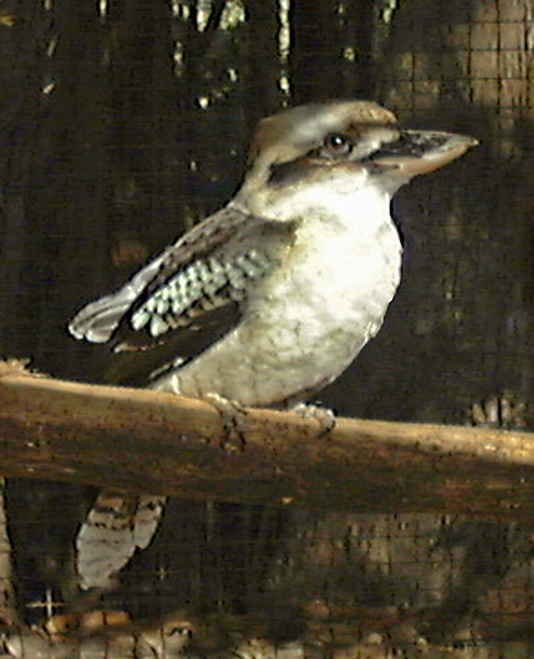 Kookaburra